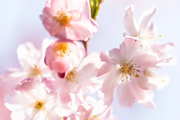 Detalj av ett japanskt körsbär — Stockfoto