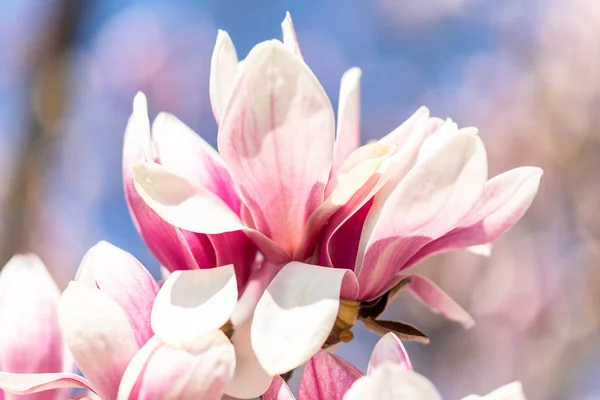 Macro van een schotel magnolia — Stockfoto