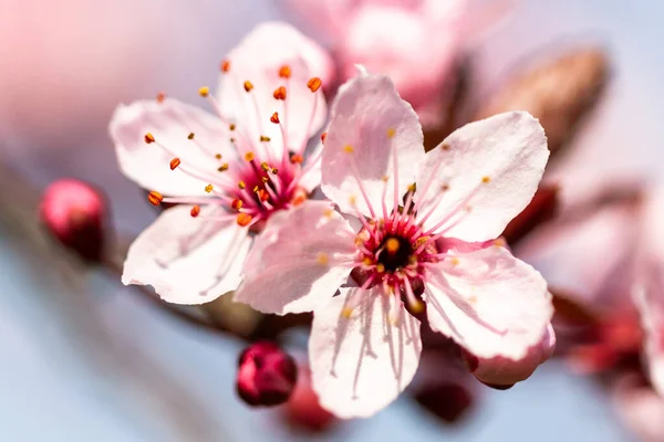 Detalj av en mandel — Stockfoto