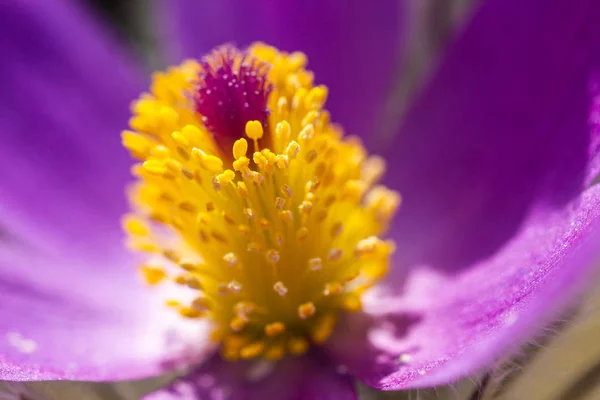 Szczegóły dotyczące kwiatu paskowego — Zdjęcie stockowe