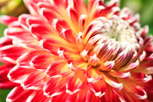 Macro van een rode dahlia — Stockfoto