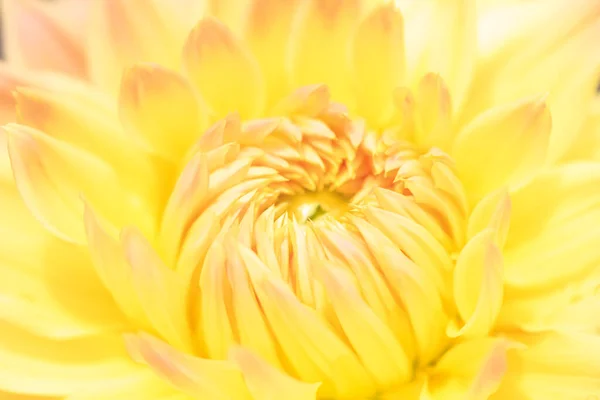Macro d'un dahlia jaune — Photo