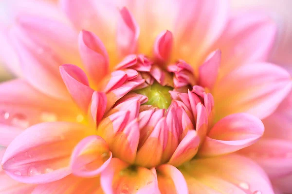 Macro d'un dahlia rouge blanc — Photo