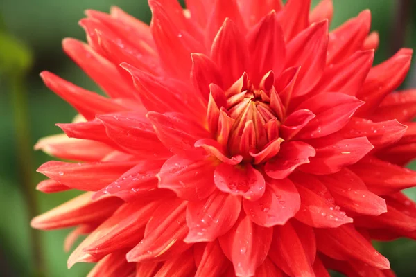 Macro de una dalia roja —  Fotos de Stock