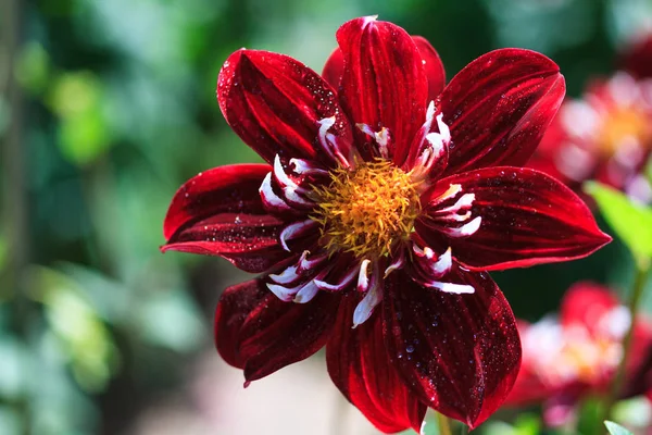 Macro de una dalia roja —  Fotos de Stock