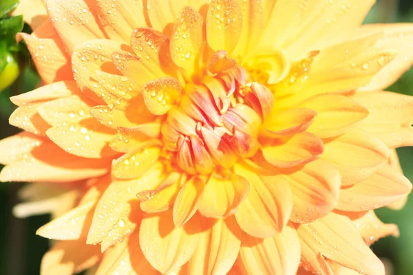 Macro d'un dahlia jaune — Photo