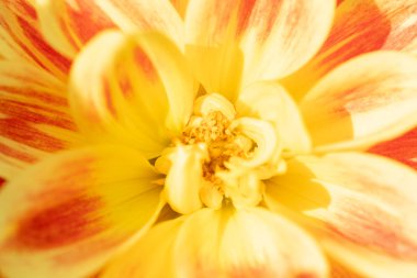 sarı yıldız çiçeği makro