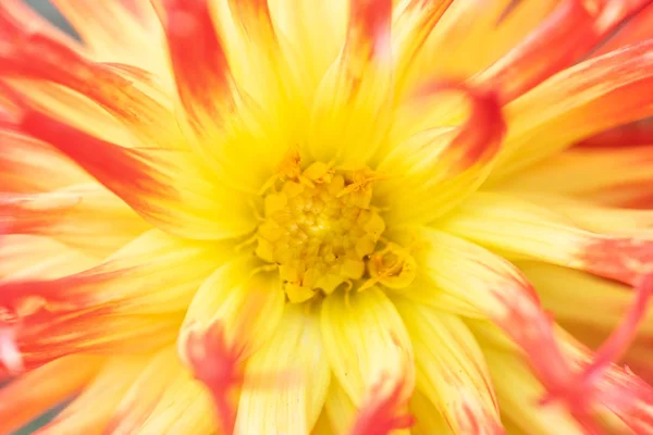 Macro of a pink yellow dahlia Stock Picture