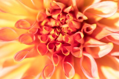 sarı yıldız çiçeği makro