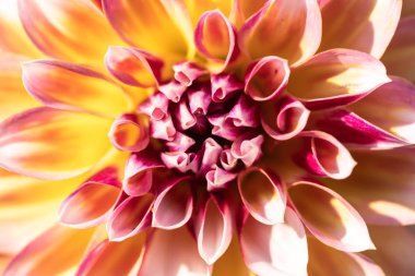 sarı yıldız çiçeği makro