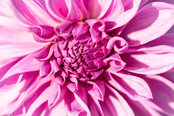 Macro van een roze dahlia — Stockfoto