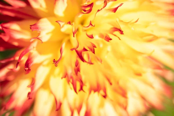 Macro van een gele dahlia — Stockfoto