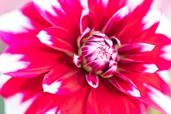 Macro de una dalia roja blanca —  Fotos de Stock