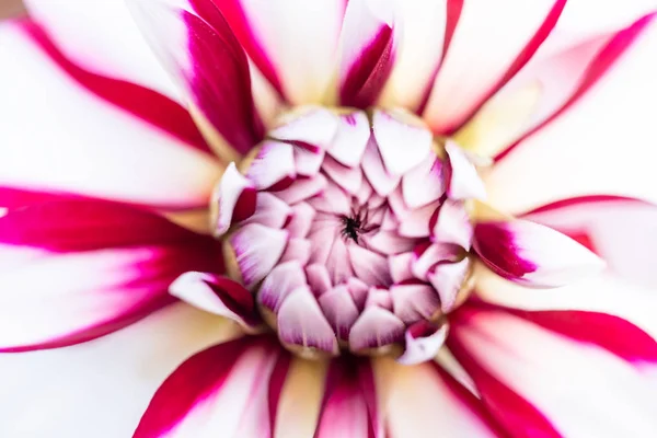 Macro de una dalia roja blanca —  Fotos de Stock