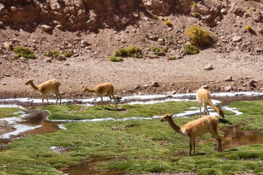 Vegas de Putana sulak arazisindeki Vicunas sürüsü, Atacama Çölü, Şili