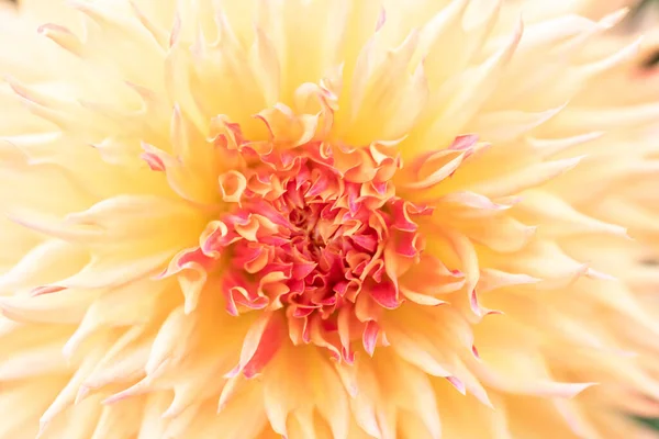 Macro Uma Dália Amarela Cultivar Fofo Laranja — Fotografia de Stock