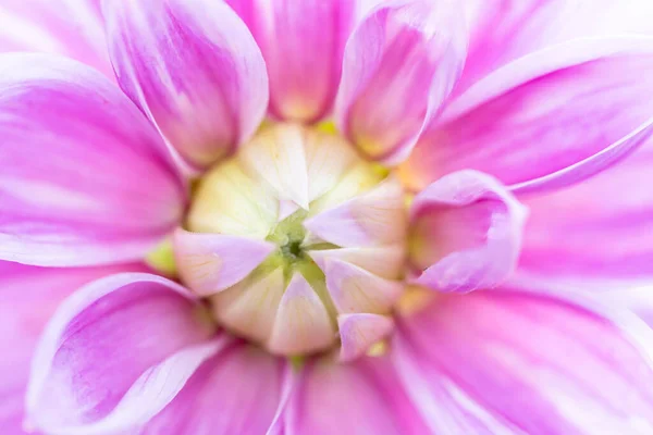 Macro Pink Dahlia Cultivar Lilac Time — 스톡 사진