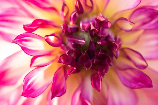 Macro Pink Yellow Dahlia Cultivar Hapet Piccadilly — 스톡 사진