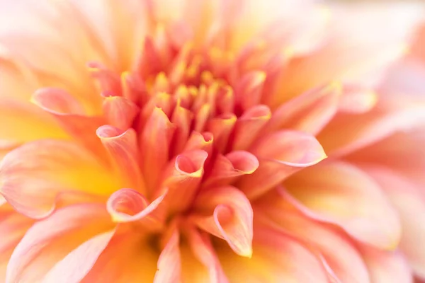 Макро Розовой Далии Культивар Traeuma — стоковое фото