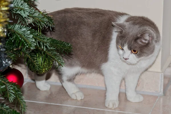 Cute szary kot patrząc na bombki choinki — Zdjęcie stockowe