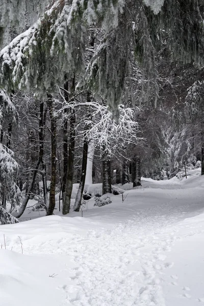 Sendero en un bosque de invierno a lo largo de pinos — Foto de Stock