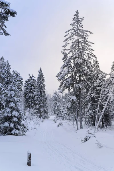 Тропа в зимнем ландшафте в горах Гарц национального парка — стоковое фото