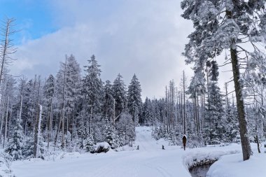Kış ormanındaki patikanın panoramik görüntüsü