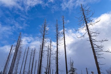 Mavi gökyüzüne karşı çıplak çam ağaçları