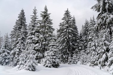 Harz dağlarındaki kış ormanı milli parkı