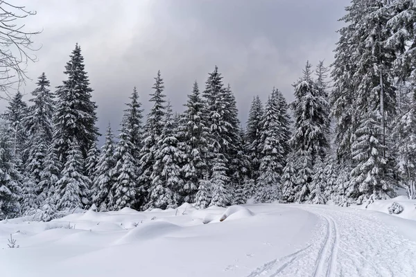 Тропинка в снегу в зимнем лесу — стоковое фото