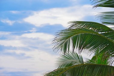 Mavi bulutlu gökyüzünde palmiye dalları ve yaprakları