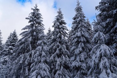 Snow covered pine trees against cloudy sky