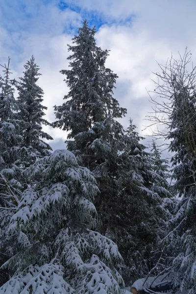 Sněhem pokryté borovice proti modré obloze a mrakům — Stock fotografie