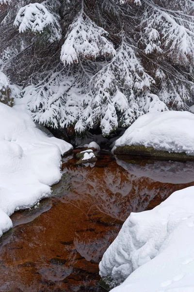 Winter scene of pine tree reflecting in a stream water — Stok fotoğraf