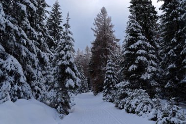 Scene of a path in a winter forest