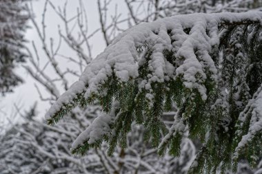 Snow covered branch of pine tree