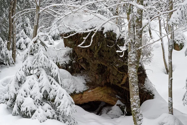 Снег покрыл корни расстроенного дерева в лесу — стоковое фото