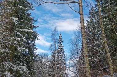 Low angle view of pine trees against sky