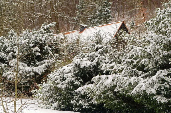 Вид на дах будинку за деревами в зимовий час — стокове фото