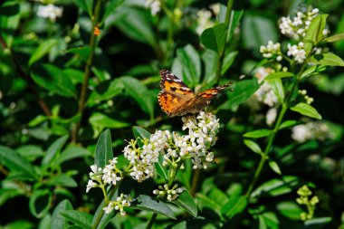 Vanessa Cardui kelebeği, boyalı kadın olarak bilinir, özel bir çitin beyaz çiçeğinde