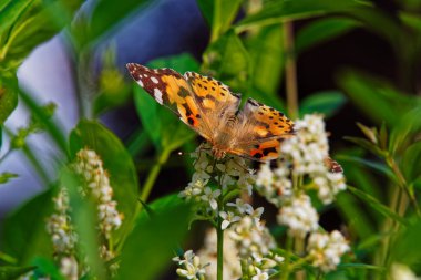 Özel çitin beyaz çiçeklerinde açık kanatları olan Boyalı Bayan Kelebek (Vanessa Cardui)