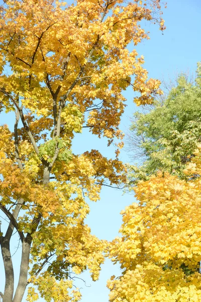 Sunny weather. Autumn sunny weather. Change of the season. Crowns of yellow leaves on trees. Yellow leaves on the trees. Golden period of autumn. Golden period of trees. Season of the year. Walking in the autumn season of the year.  Walk and the sky.