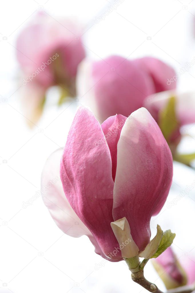 Magnolia. Magnolia flowers. A tree is a flower. Flower bush. A gift forever. A gift for a woman. A gift for a real woman. Gift recognition. An individual gift. An active gift.