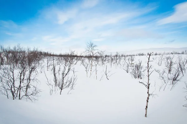 Çalı ve mavi gökyüzü karla kaplıydı.
