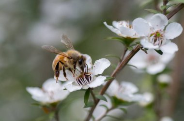 Yeni Zelanda Mankua içinden arılar Manuka tıbbi özellikleri ile balı çiçek 