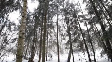 Kış ormanda. Orman dairesel Panoraması.