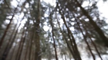 Kış ormanda. Arka plan bulanıklık.