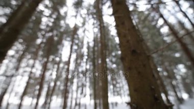 Kış ormanda. Arka plan bulanıklık.