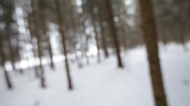 Kış ormanda. Arka plan bulanıklık.