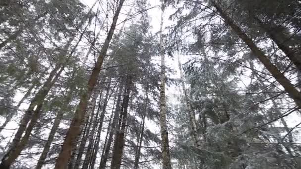 Dans la forêt d'hiver. panorama circulaire de la forêt . — Video